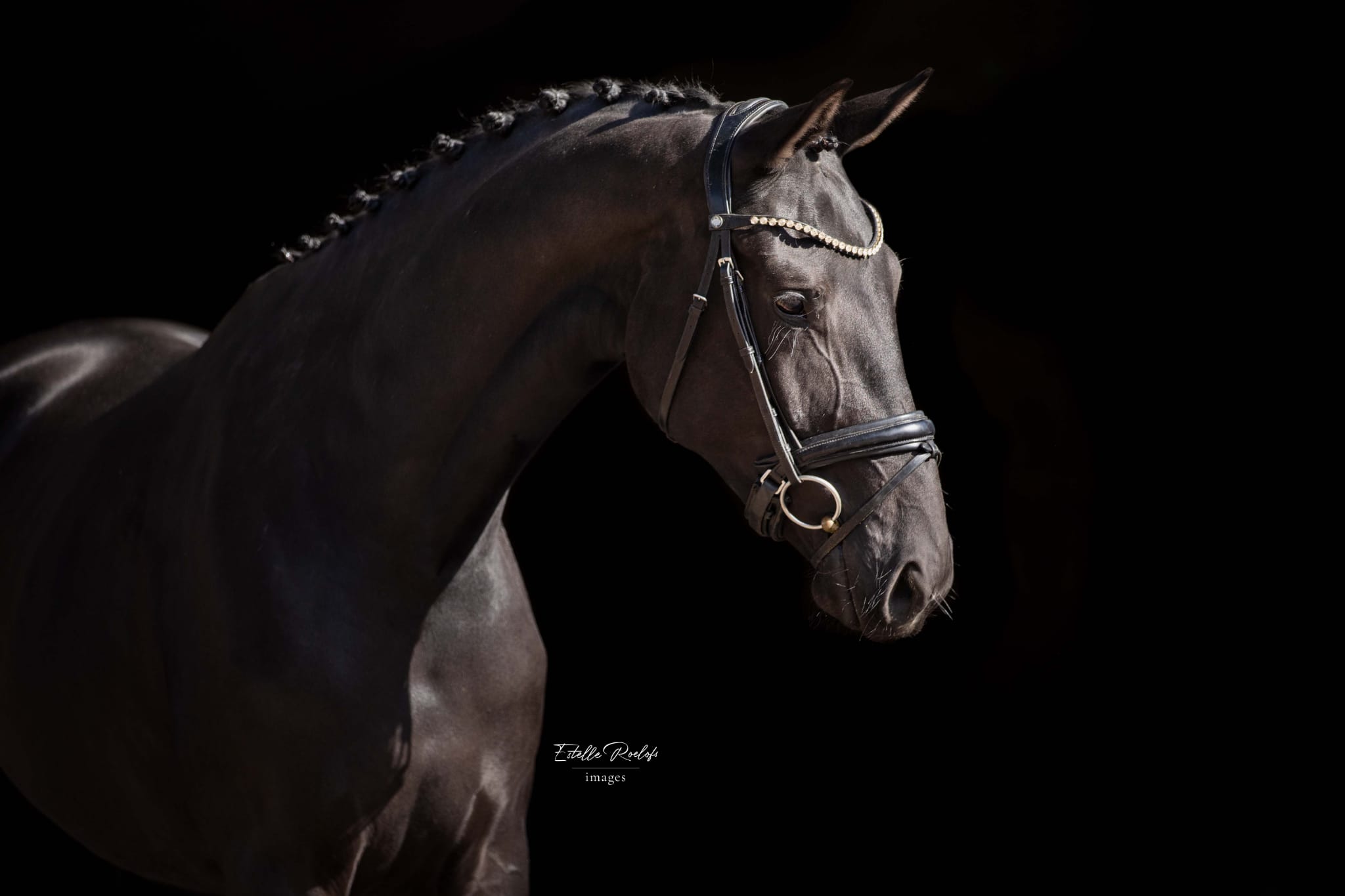 Navamora v/d Waalsehoeve